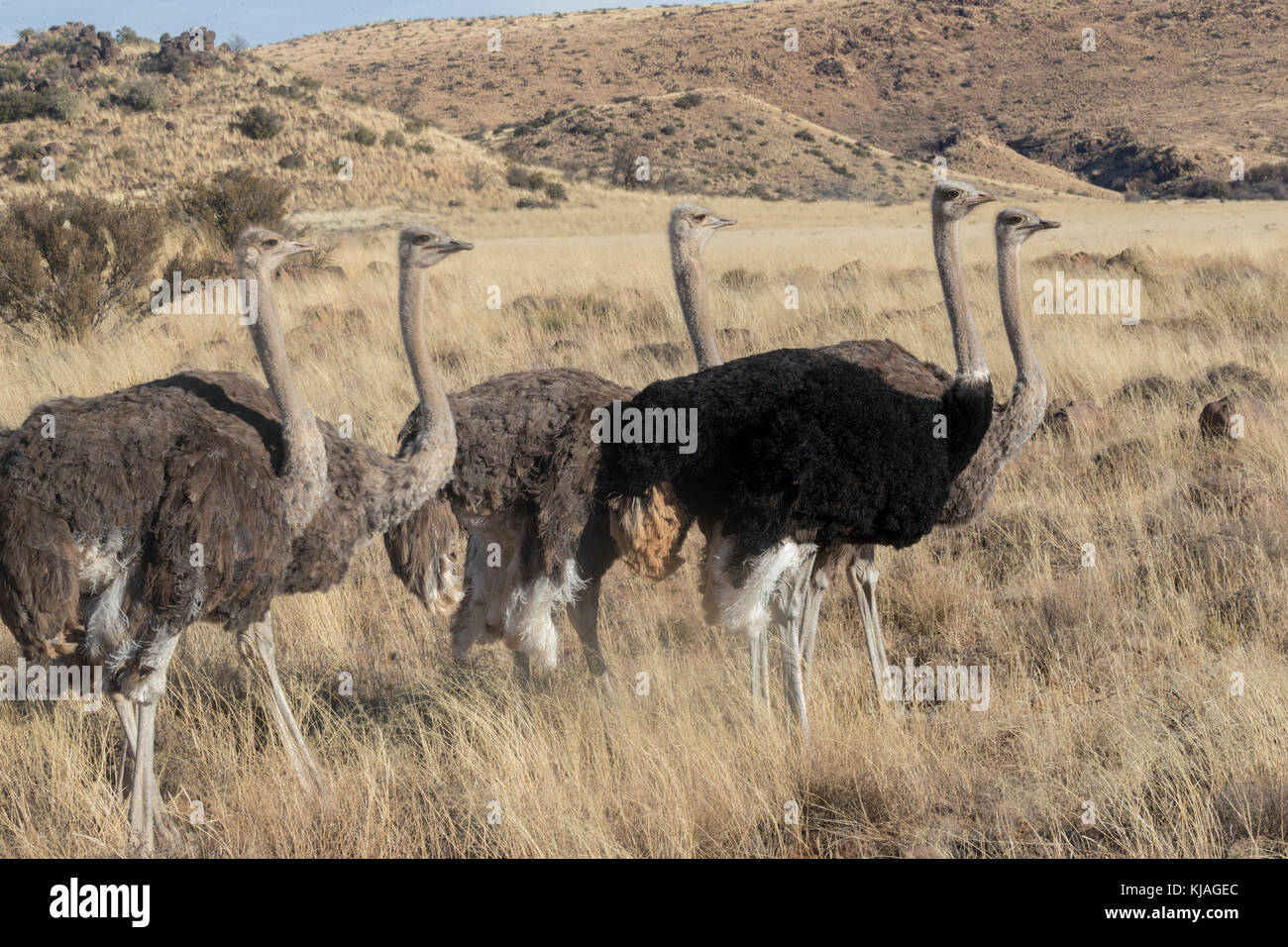 Ostrich (Struthio camelus),  three Females and one Male looking for food in the Upper Karoo Stock Photo
