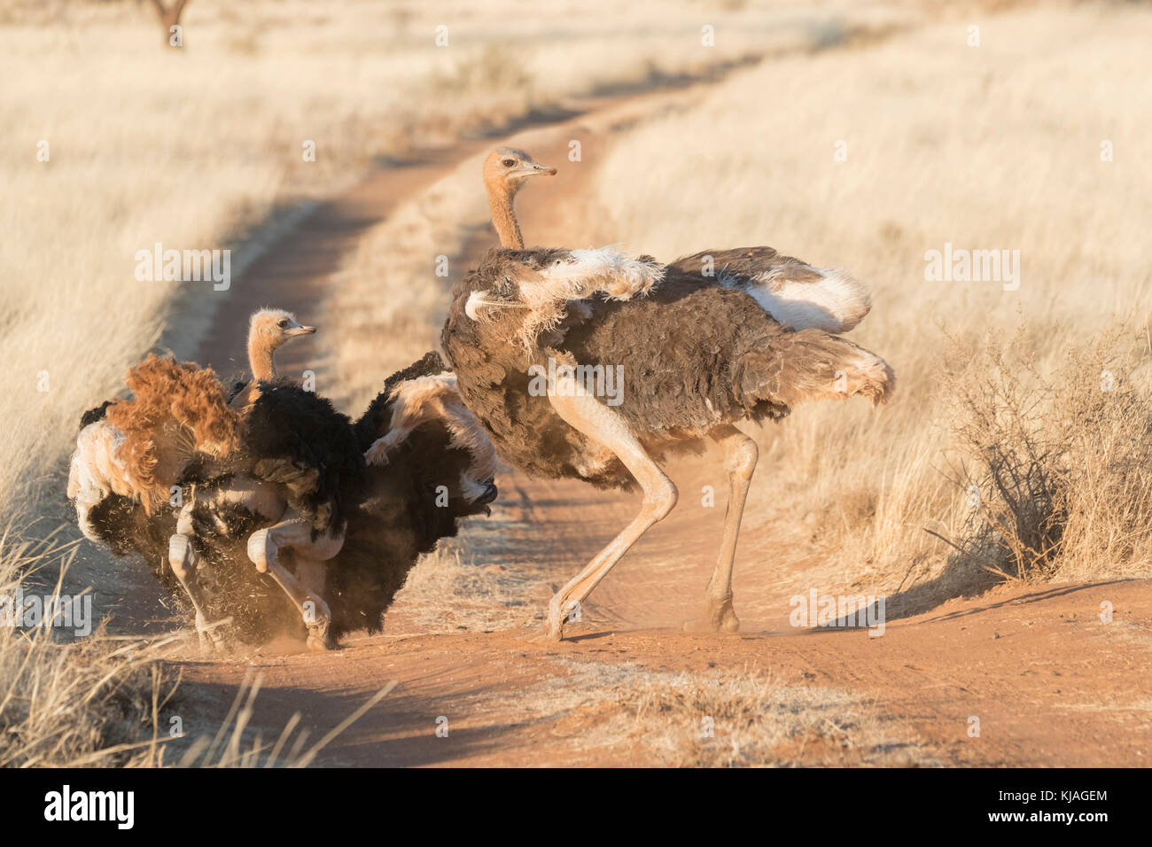 Ostrich (Struthio camelus),  pair taking a dust bath to get rid of parasites Stock Photo