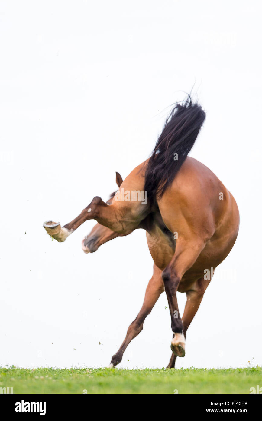 Swiss Warmblood. Bay gelding bucking on a pasture. Switzerland Stock Photo