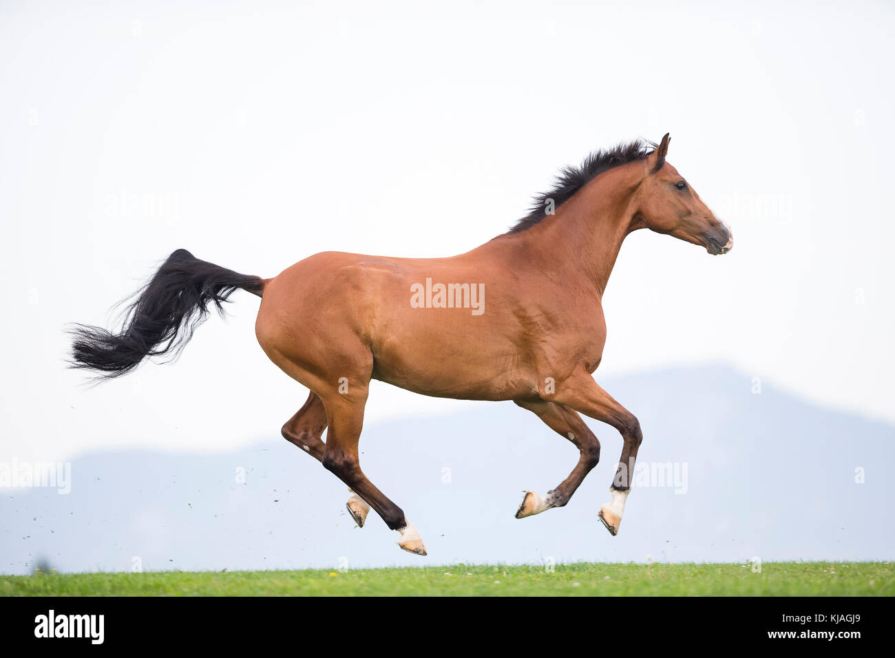 Swiss Warmblood. Bay gelding galloping on a pasture. Switzerland Stock Photo