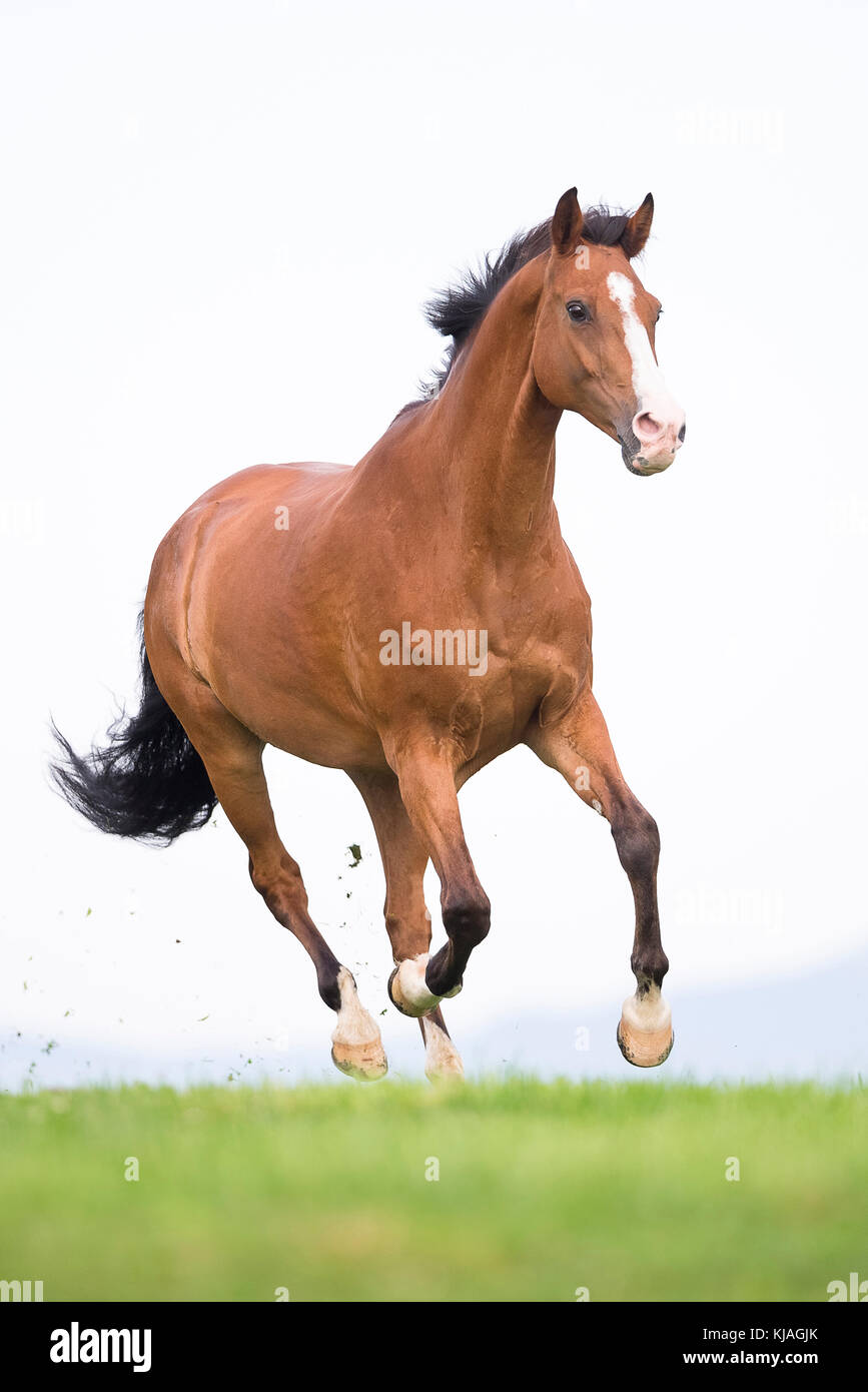 Swiss Warmblood. Bay gelding galloping on a pasture. Switzerland Stock