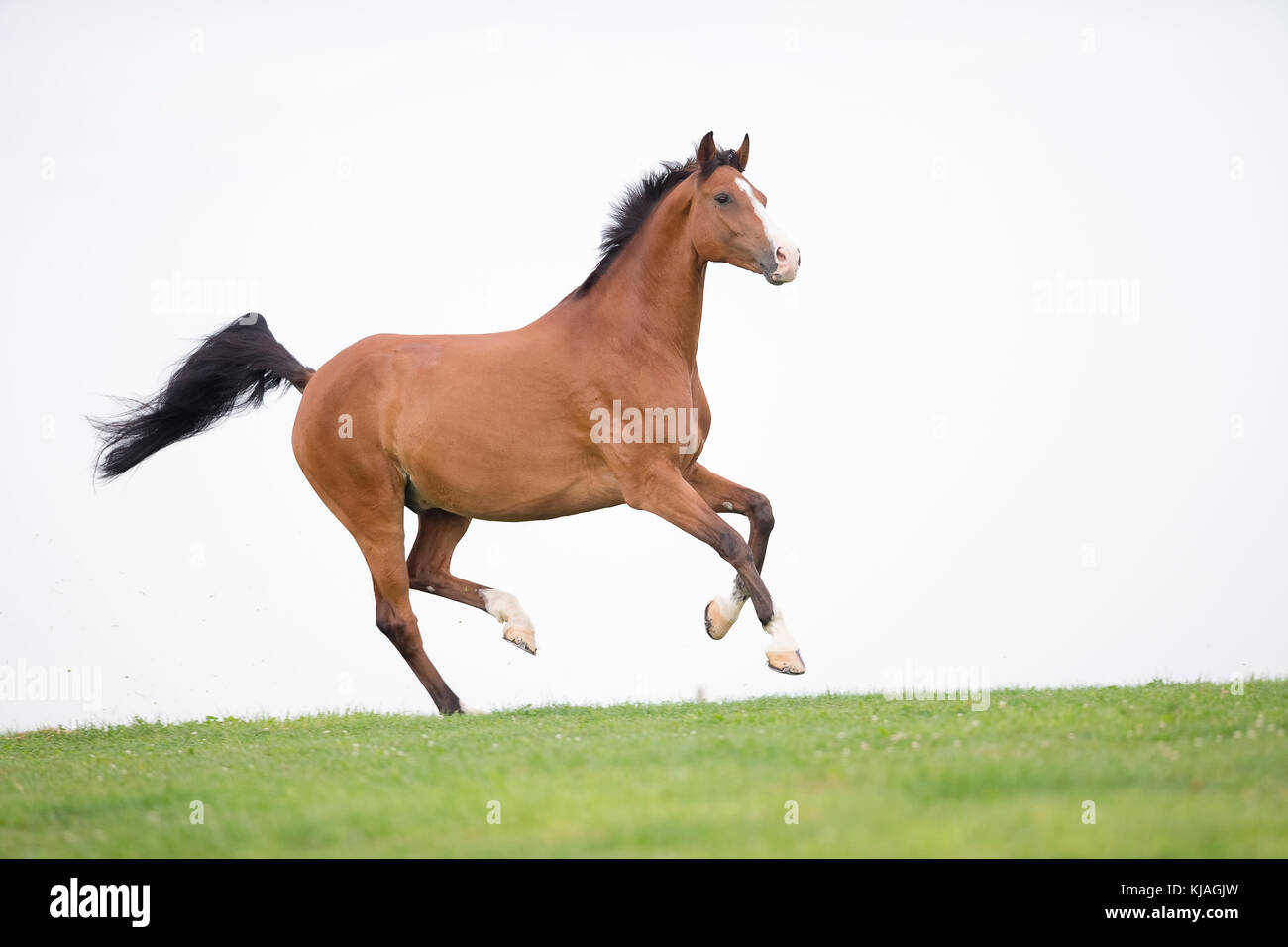 Swiss Warmblood. Bay gelding standing on a pasture. Switzerland Stock Photo