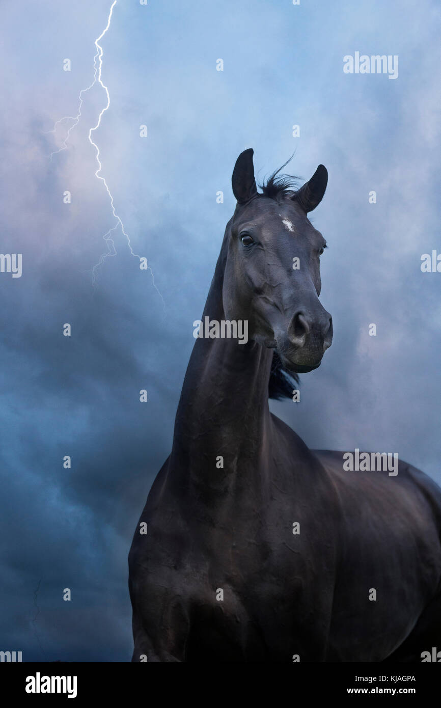 Oldenburg Horse. Black mare standing on a pasture at night, with lightning striking. Switzerland Stock Photo