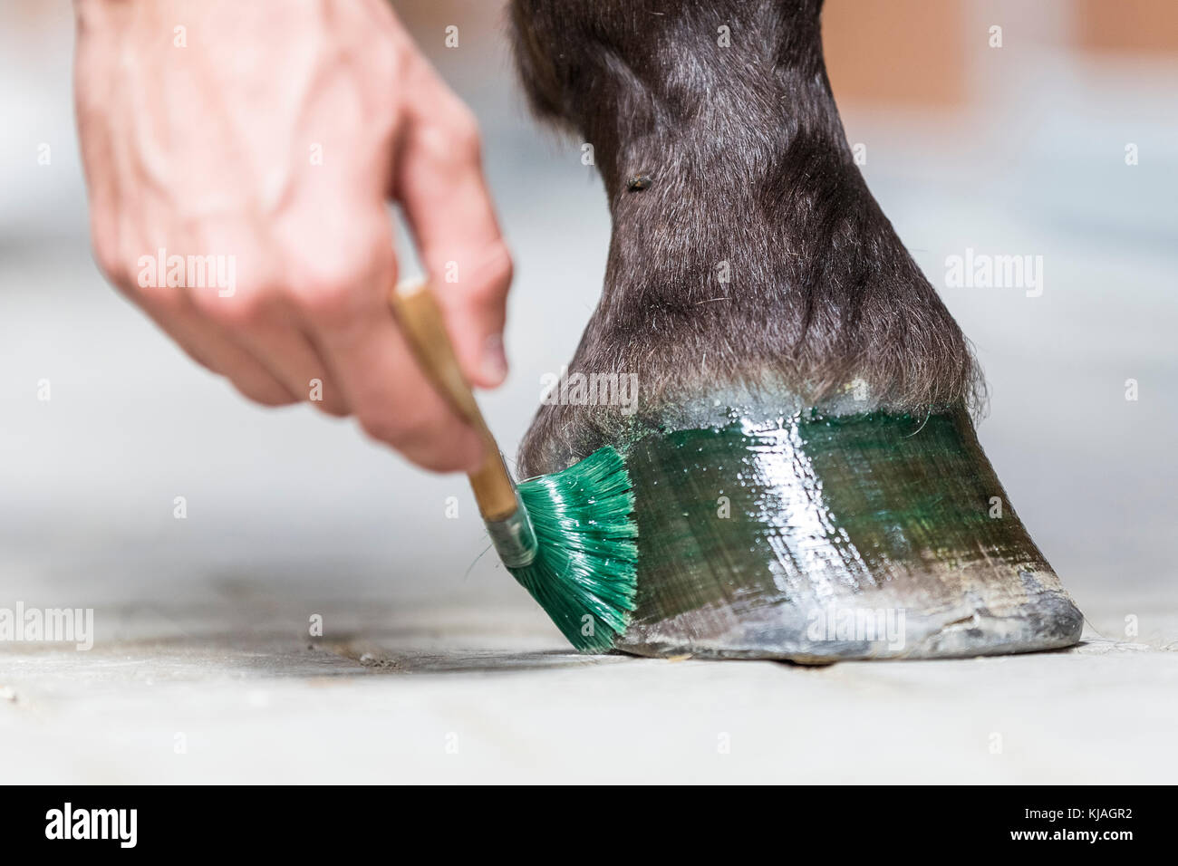 Domestic horse. Hoof grease being applied to a hoof. Austria Stock Photo