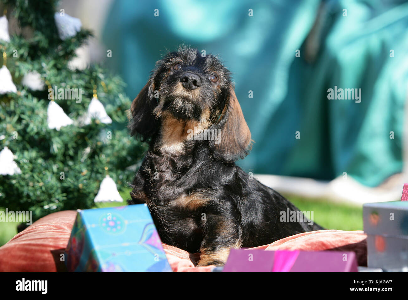 Wire Haired Standard Dachshund Puppy Stock Photo 166189891 Alamy