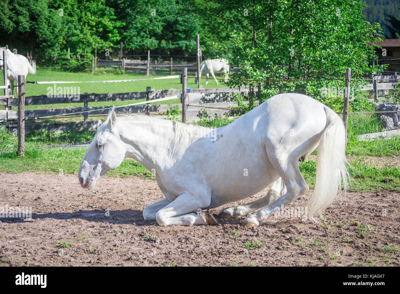 Lipizzan horse. Adult stallion (Siglavy Capriola Primas) lying down. Austria Stock Photo