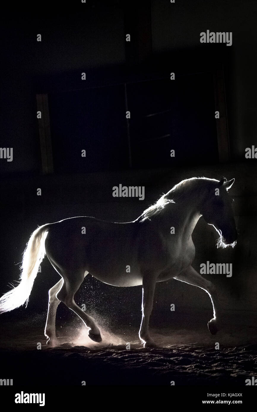 Lipizzan horse. Adult stallion (Siglavy Capriola Primas) walking in darkness. Austria Stock Photo