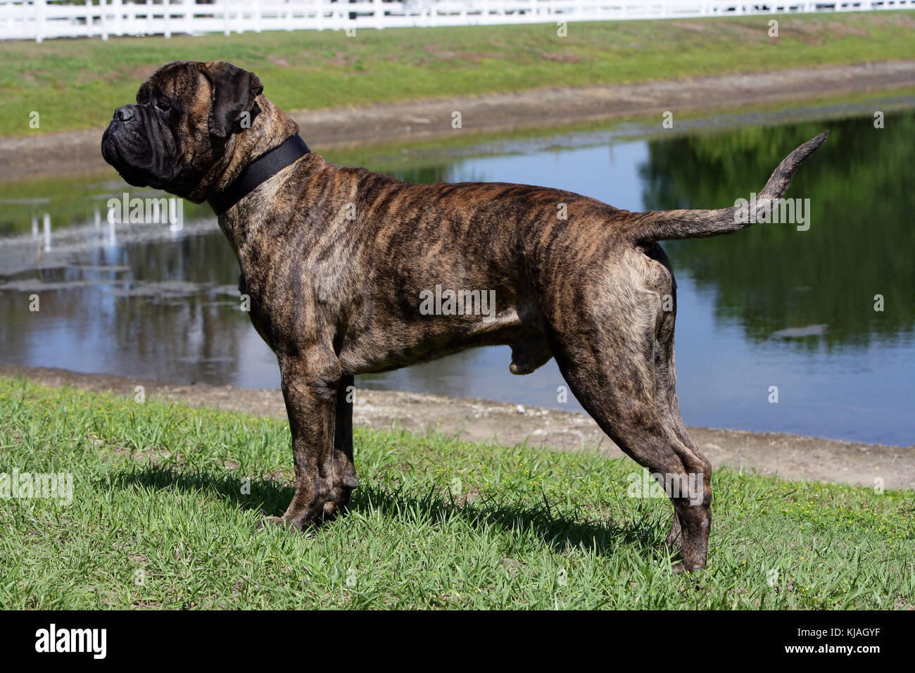 tiger striped bullmastiff