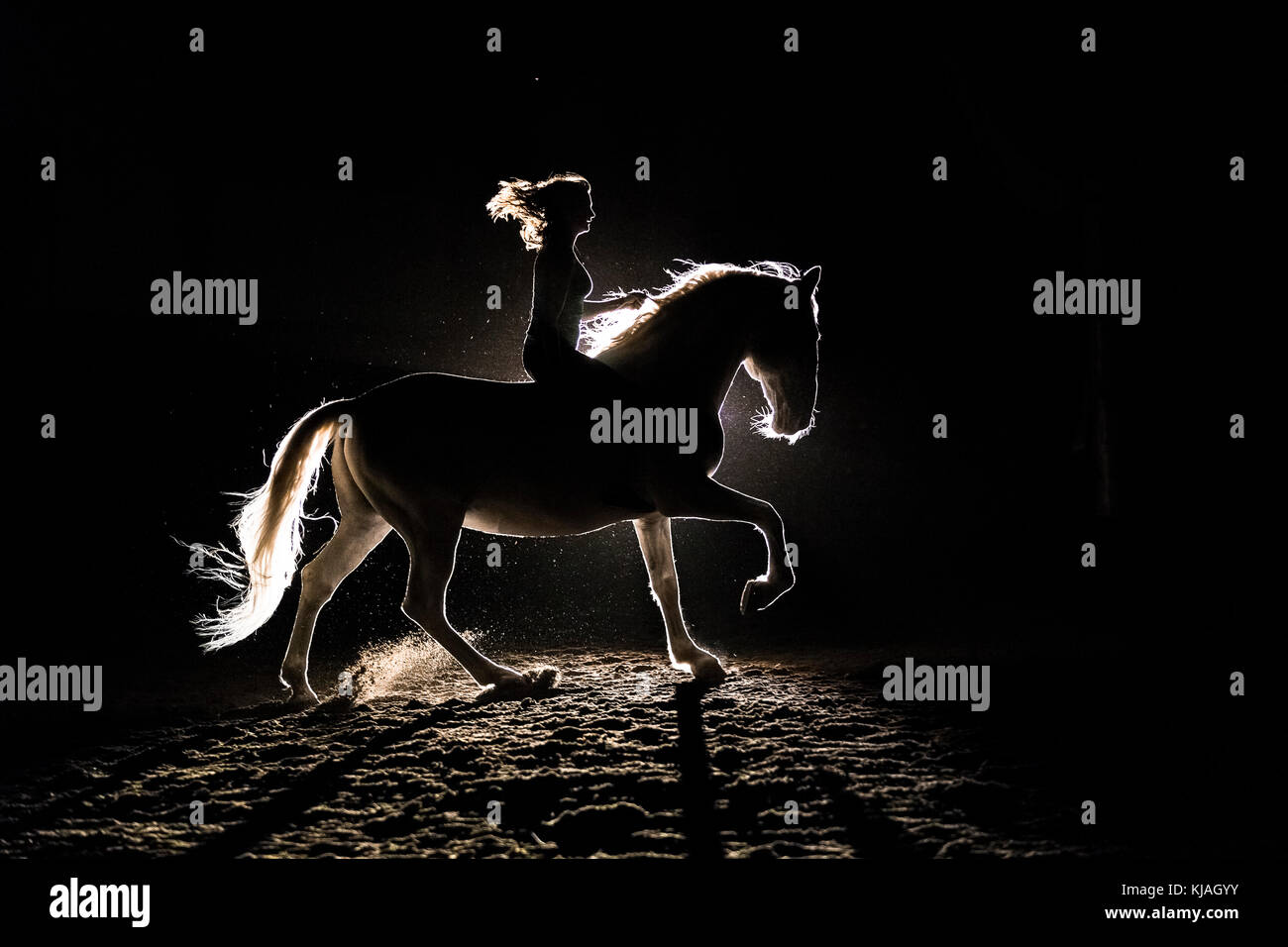 Lipizzan horse. Adult stallion (Siglavy Capriola Primas) with rider in darkness, seen against light. Austria Stock Photo