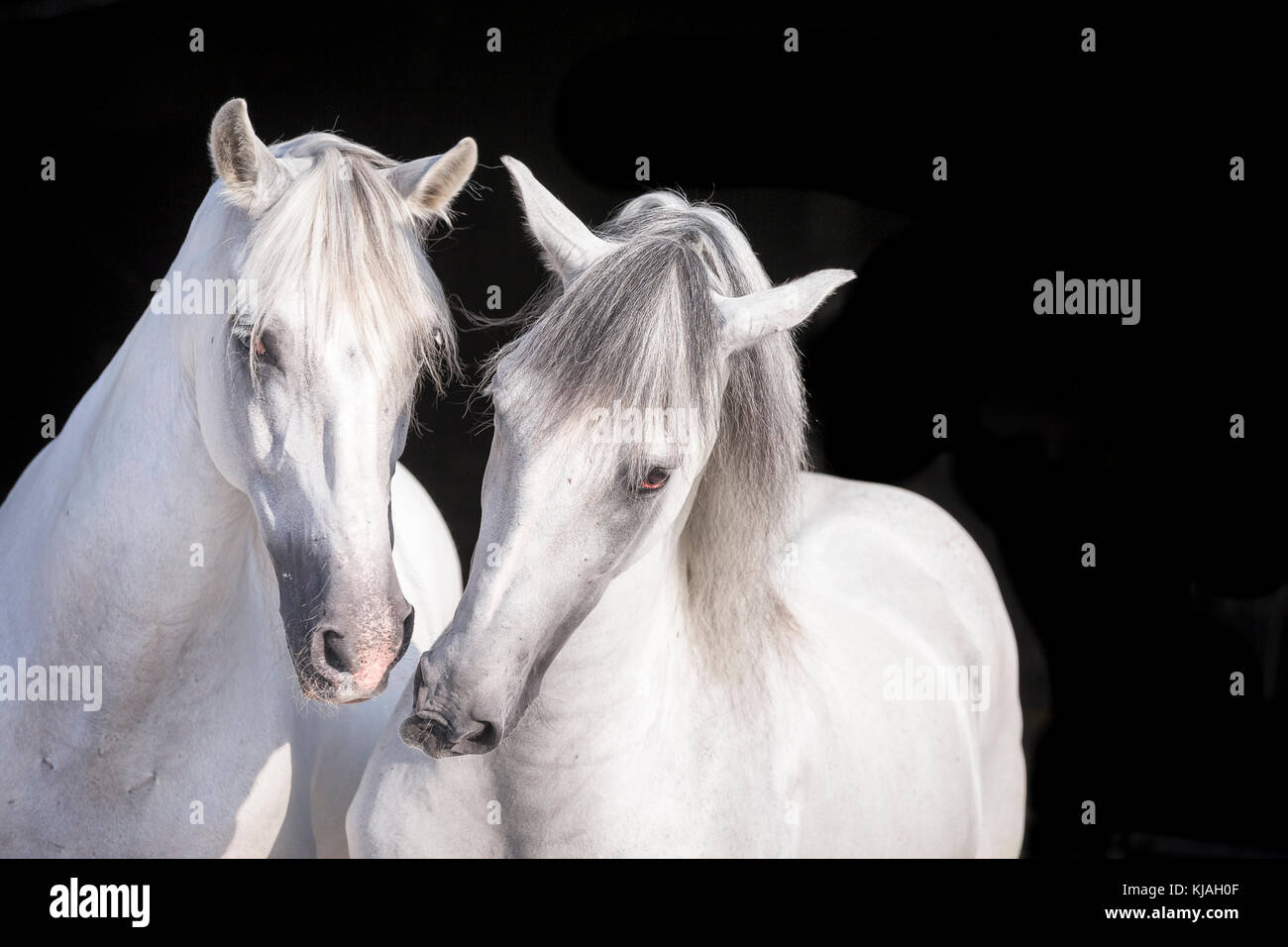 Pure Spanish Horse, Andalusian. Portrait of two gray stallions, seen against a black background. Germany Stock Photo