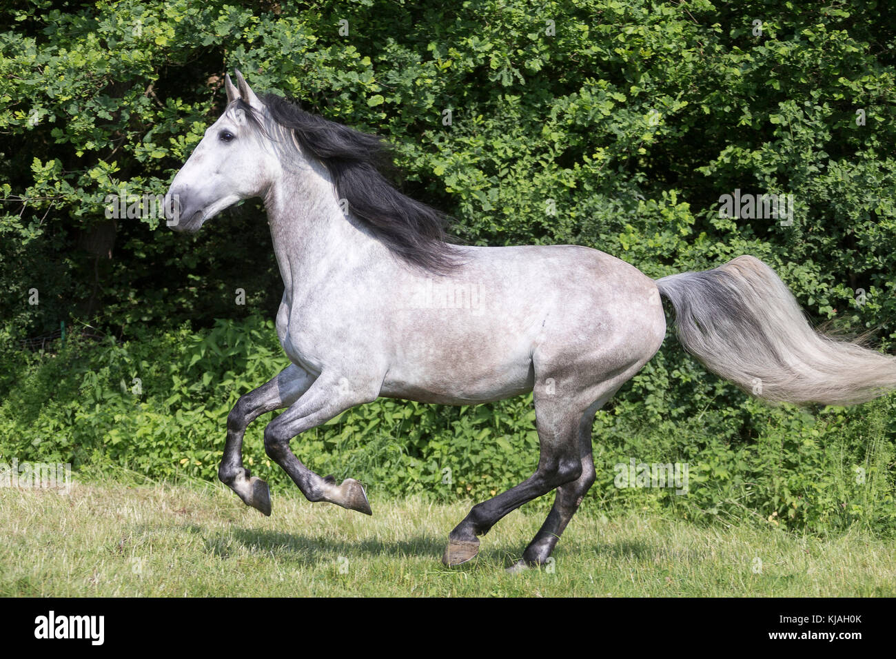 Pure Spanish Horse, Andalusian. Gray stallion galloping on a pasture