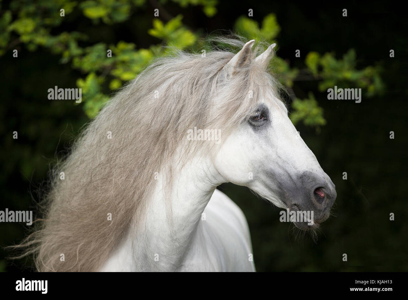 Pure Spanish Horse, Andalusian. Portrait of gray stallion. Austria Stock Photo