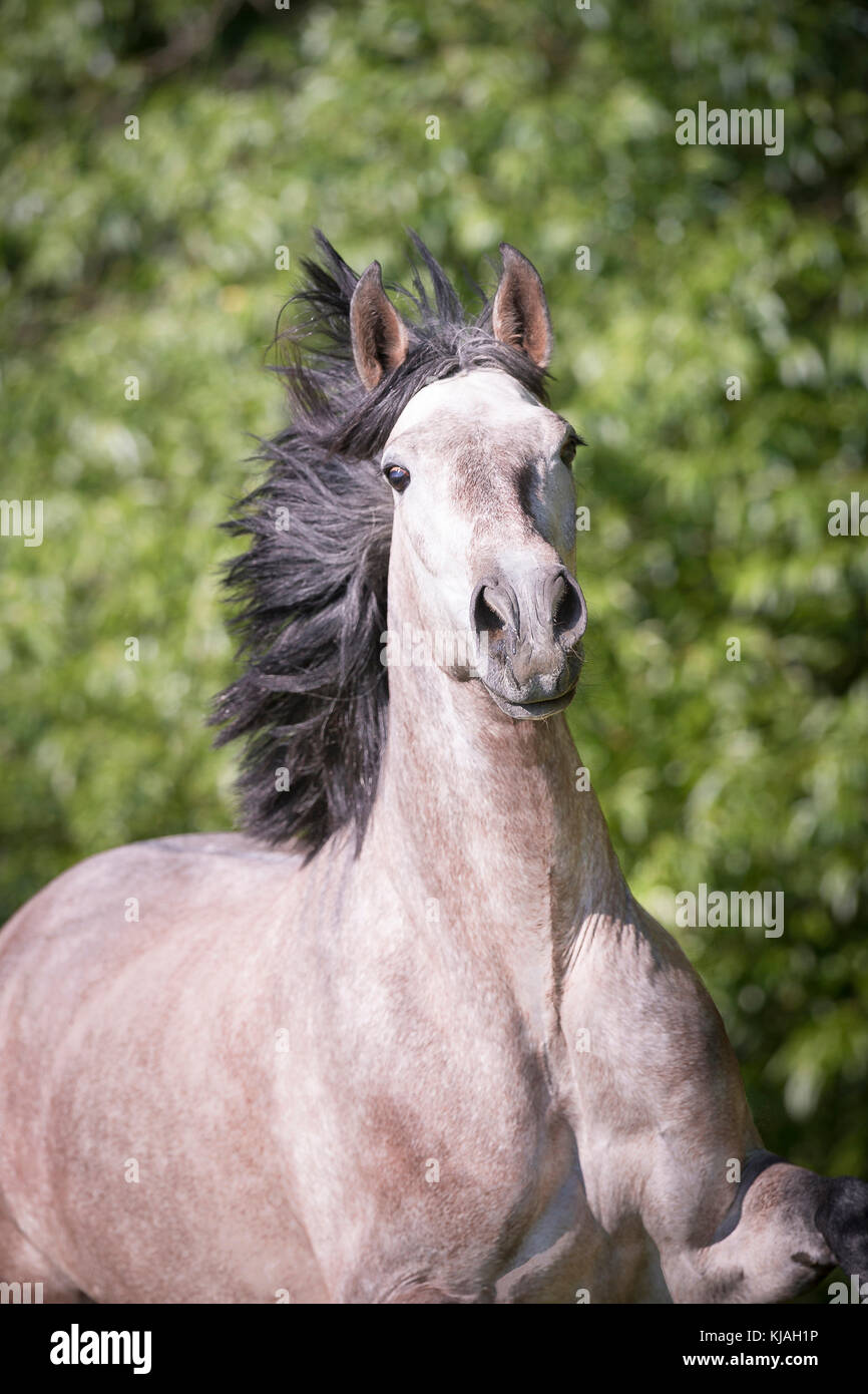 Pure Spanish Horse, Andalusian. Strawberry roan mare galloping on a pasture, portrait. Austria Stock Photo