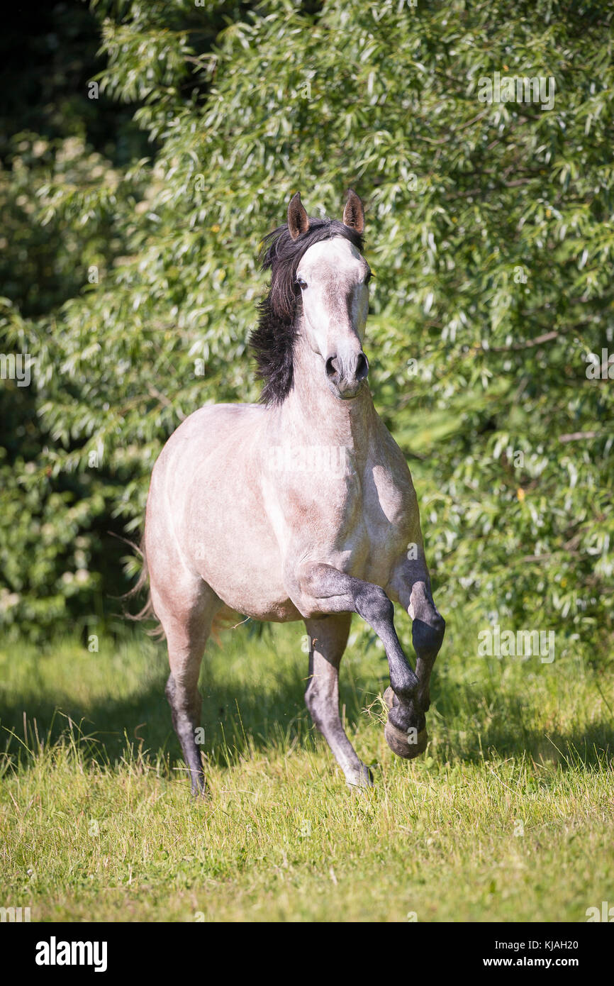 Pure Spanish Horse, Andalusian. Strawberry roan mare galloping on a pasture. Austria Stock Photo