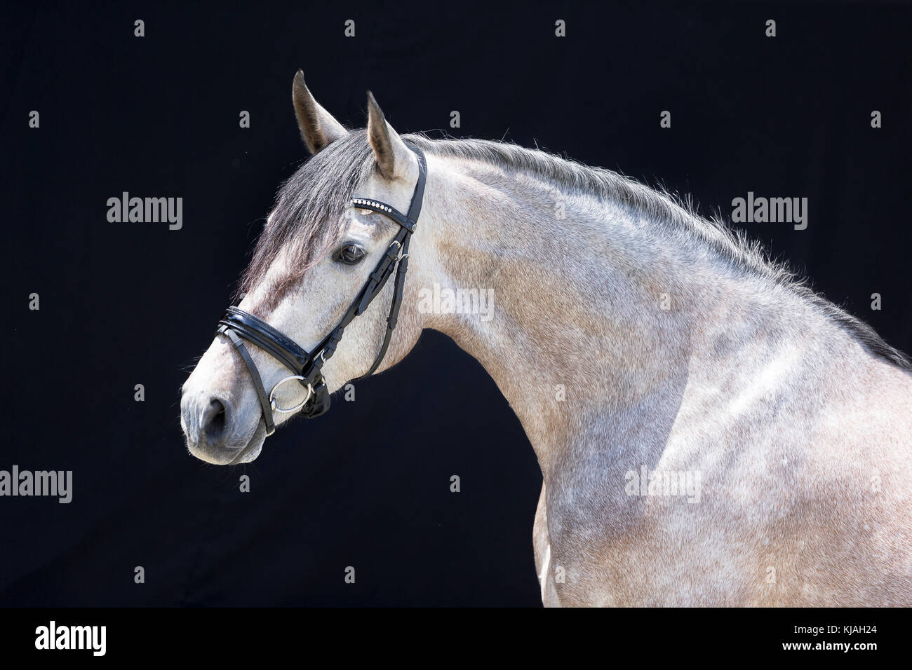 Pure Spanish Horse, Andalusian. Portrait of strawberry roan mare, seen against a black background. Austria Stock Photo