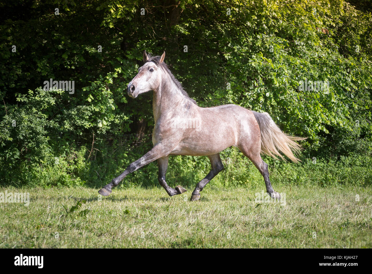 Pure Spanish Horse, Andalusian. Strawberry roan mare trotting on a pasture. Austria Stock Photo