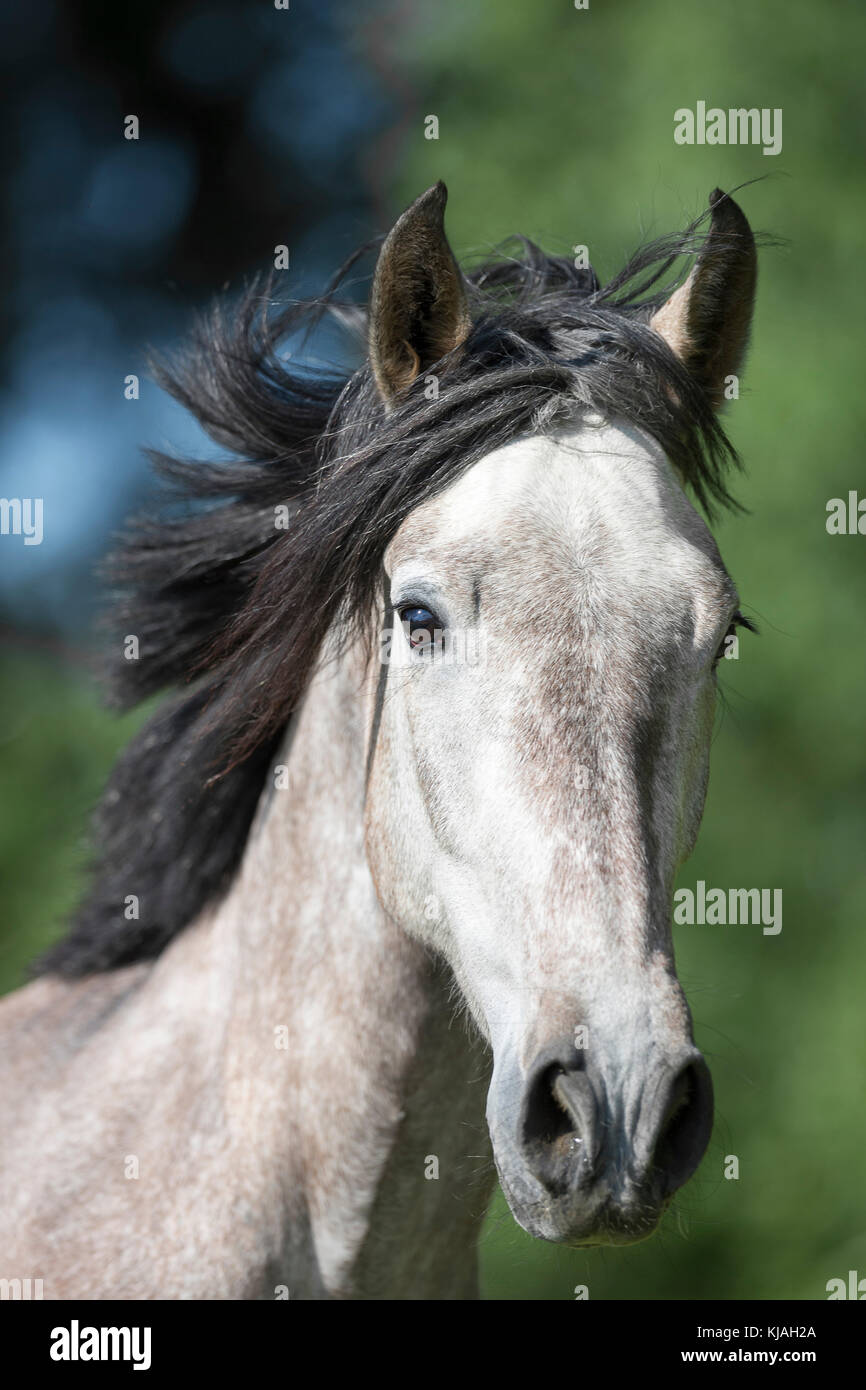 Pure Spanish Horse, Andalusian. Portrait of strawberry roan mare, with mane flowing. Austria Stock Photo