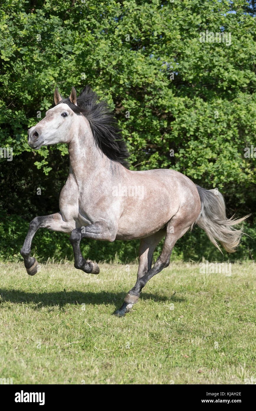 Pure Spanish Horse, Andalusian. Strawberry roan mare galloping on a pasture. Austria Stock Photo