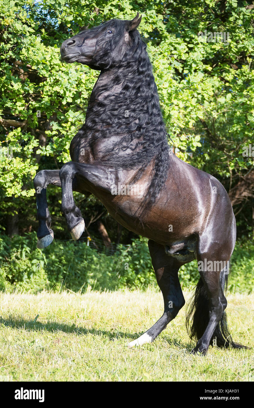 Rearing andalusian horse hi-res stock photography and images - Alamy