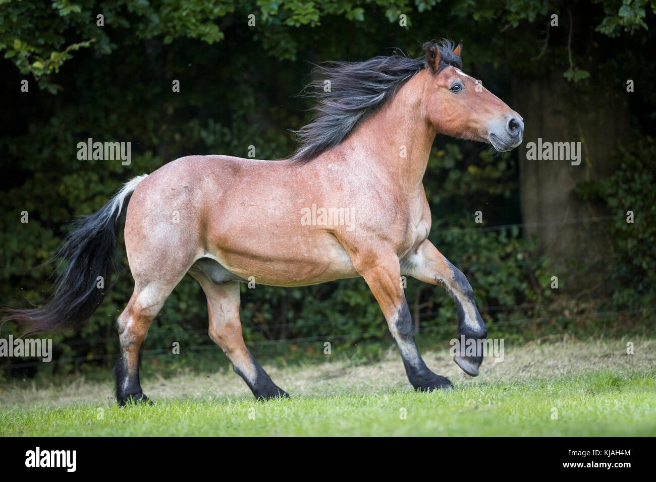 Rhenish-German Cold-Blood. Strawberry roan gelding galloping on a pasture. Germany Stock Photo