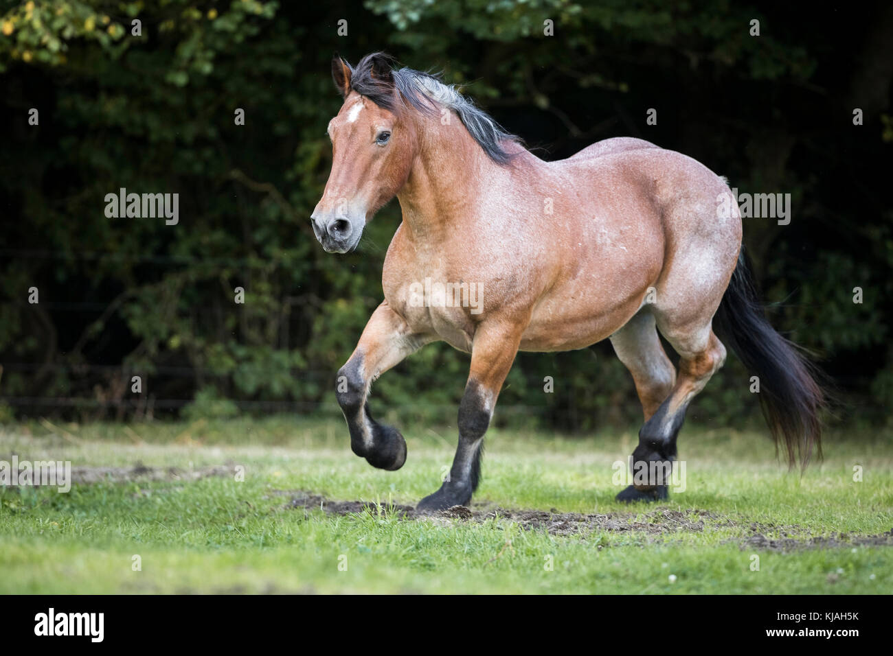 Rhenish-German Cold-Blood. Strawberry roan gelding trotting on a pasture. Germany Stock Photo