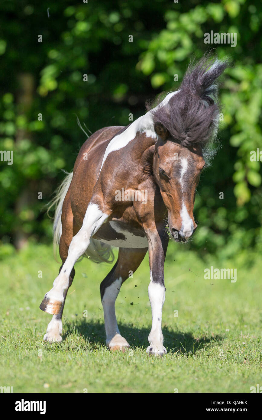 Shetland Pony. Skewbald mare leaping on a pasture. Austria Stock Photo