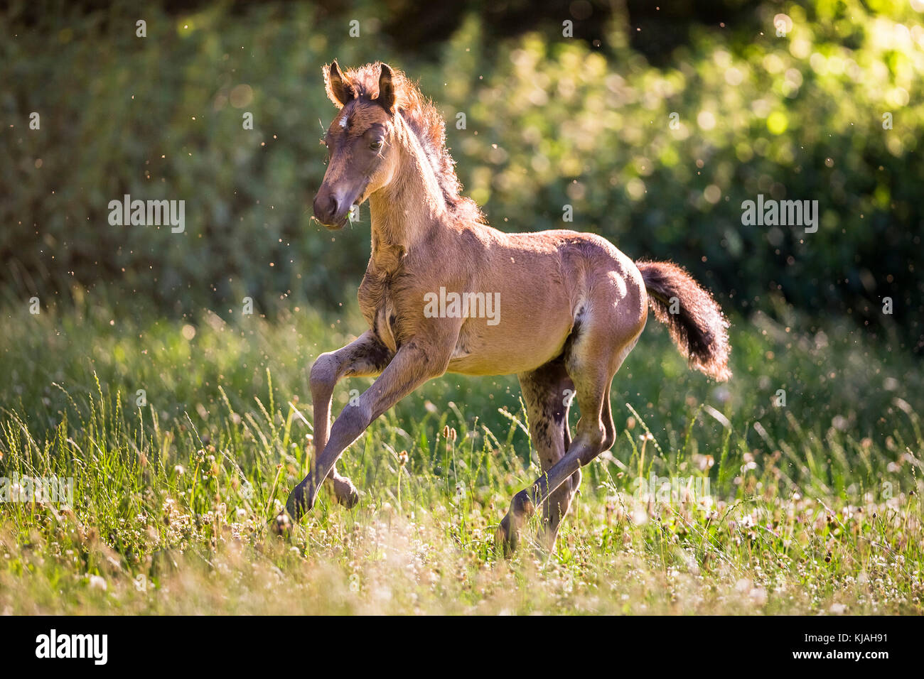 German Riding Pony. Bay colt galloping am a meadow. Germany Stock Photo