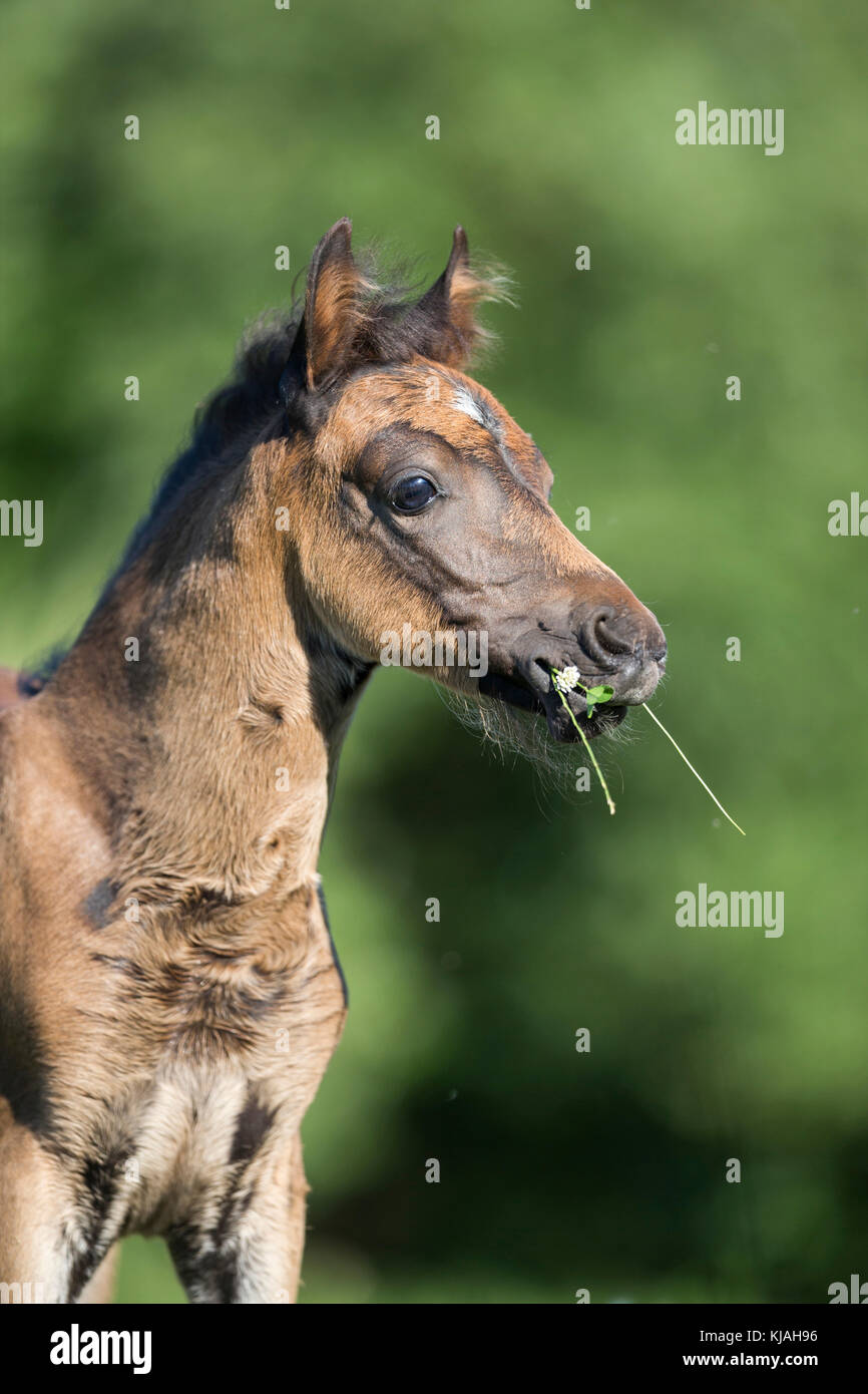 German Riding Pony. Bay foal with grass and flowers in its mouth Germany Stock Photo