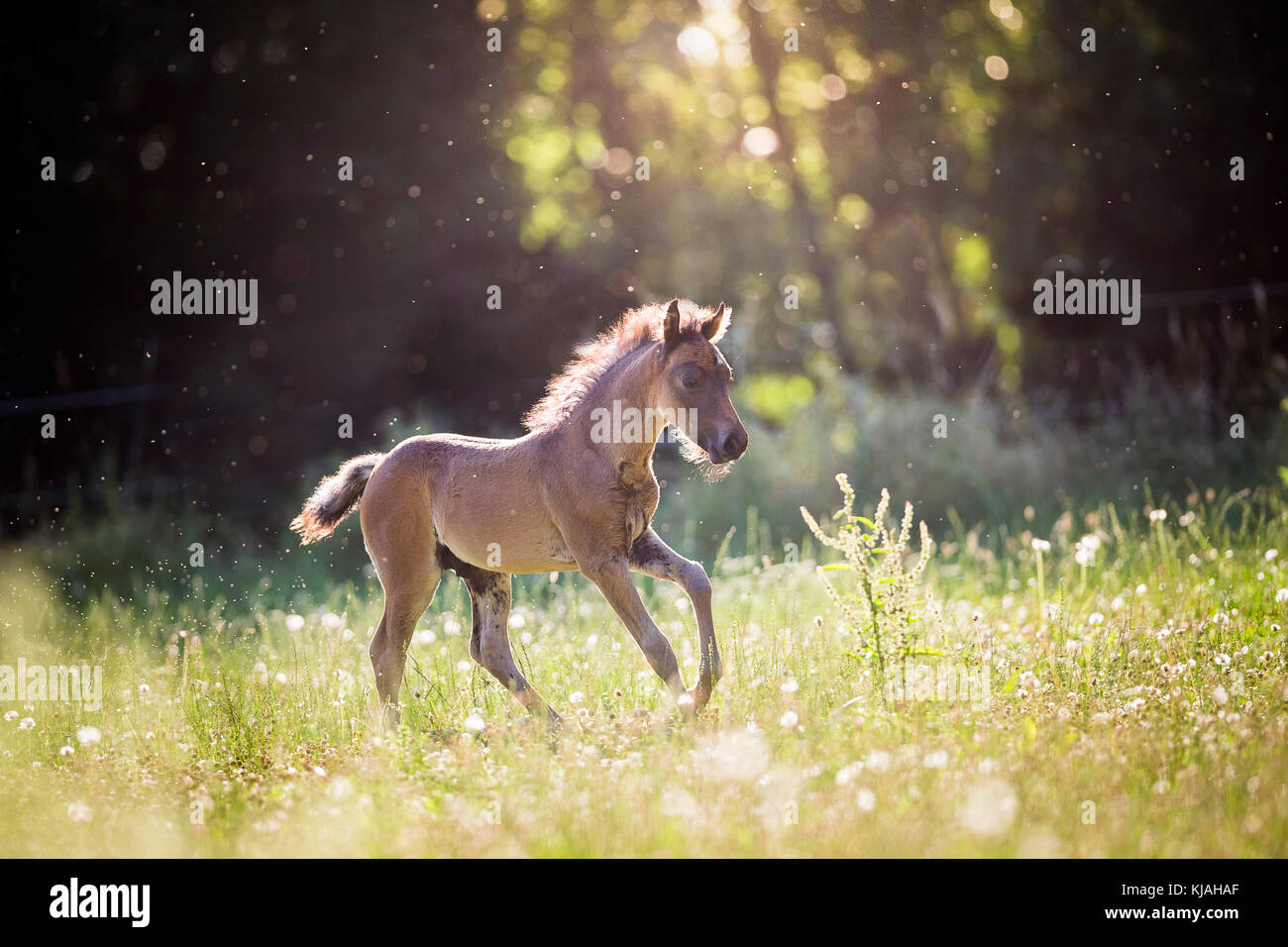 German Riding Pony. Bay colt galloping am a meadow. Germany Stock Photo