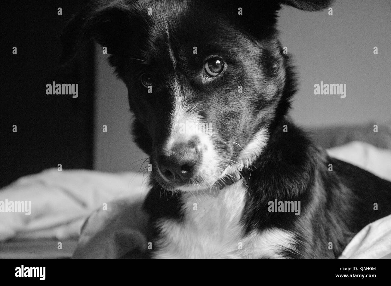 Black and white picture with border collie looking at camera Stock Photo
