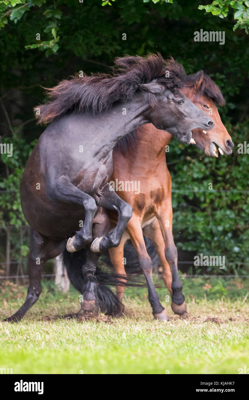 Icelandic Horse. Bay and black horse fighting on a pasture. Germany Stock Photo