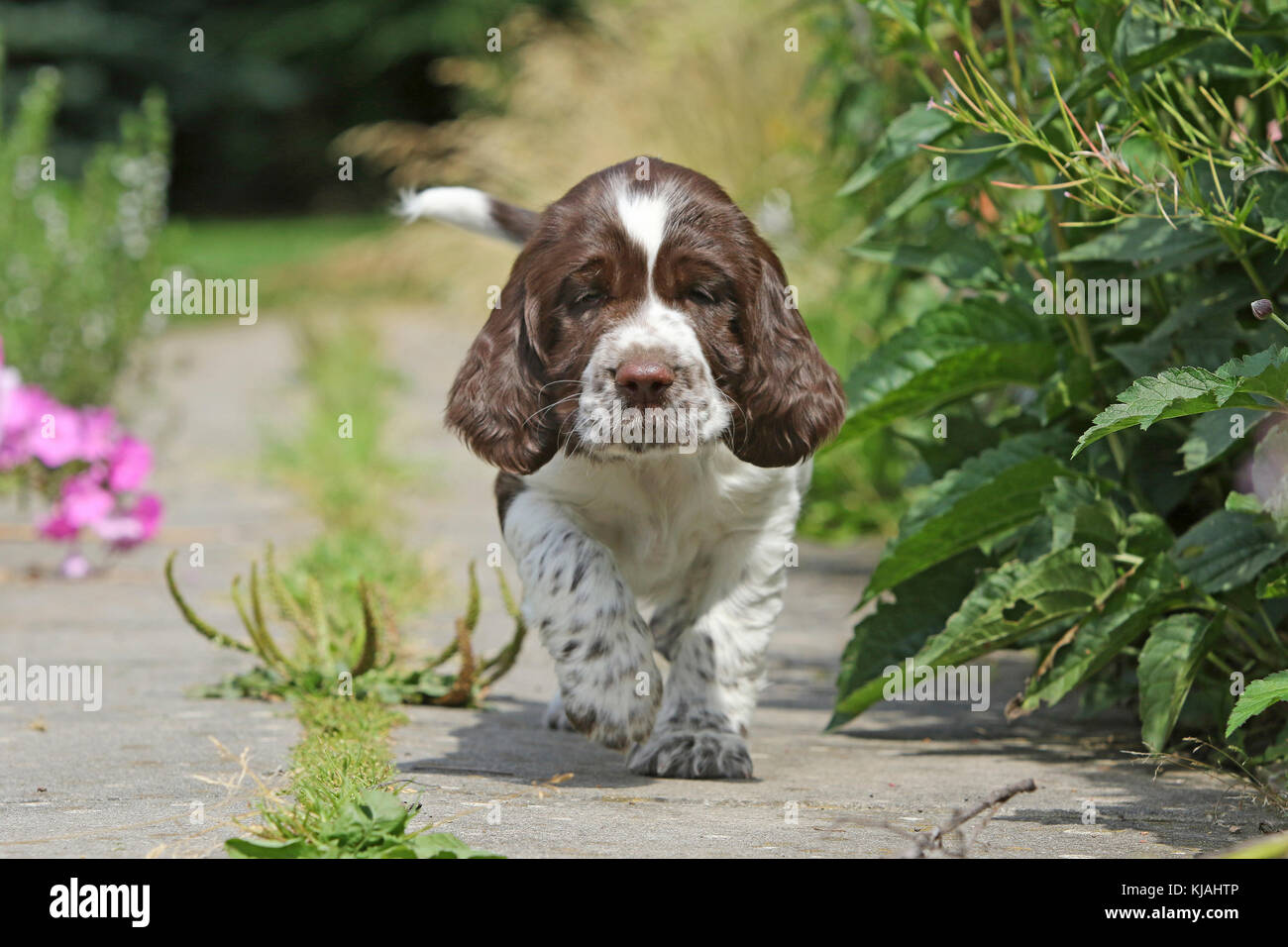 English Springer Spaniel, 7 weeks old puppy Athos walking frontal towards the viewer Stock Photo