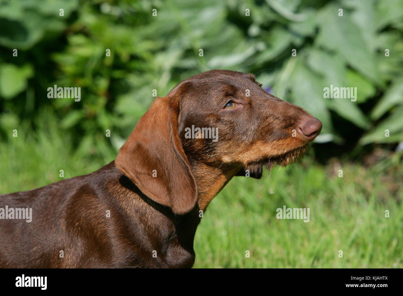 Wire Haired Standard Dachshund Puppy Stock Photo 166190666 Alamy