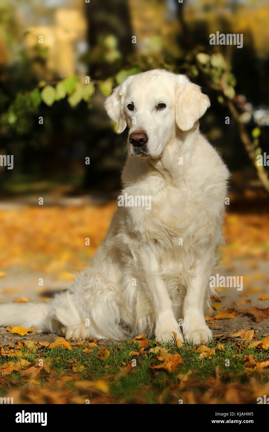 Golden Retriever, 12 years old bitch Erin sitting in autumn foliage. Stock Photo