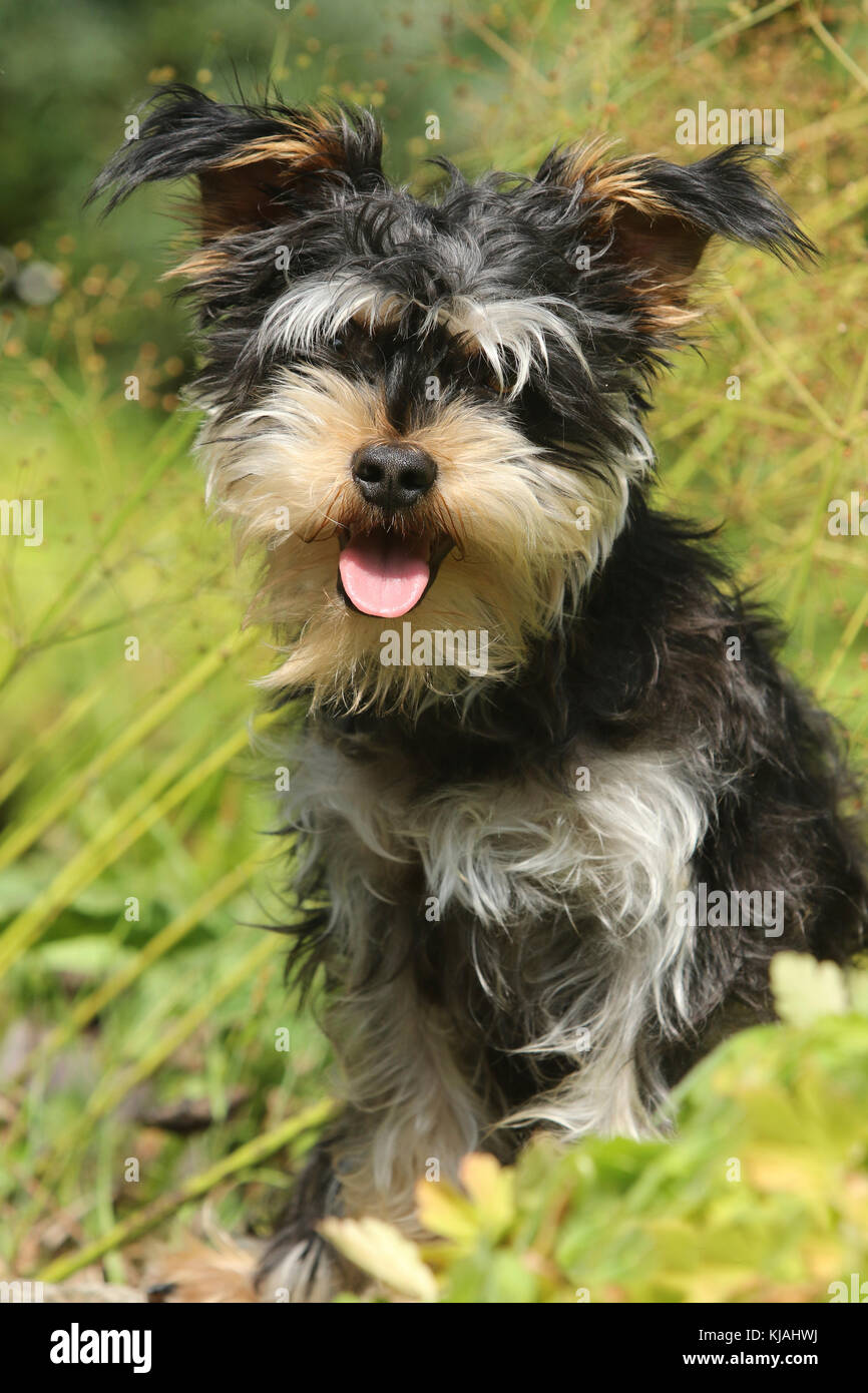Terrier Mixed breed Louis , 2 years old from a rescue station out of Spain Stock Photo