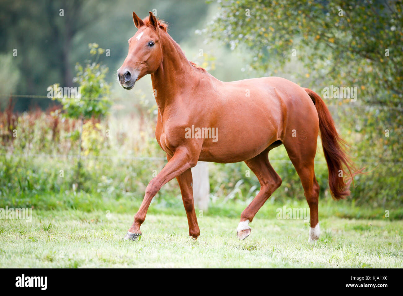 Belgian Warmblood. Chestnut mare trotting on a pasture. germany Stock