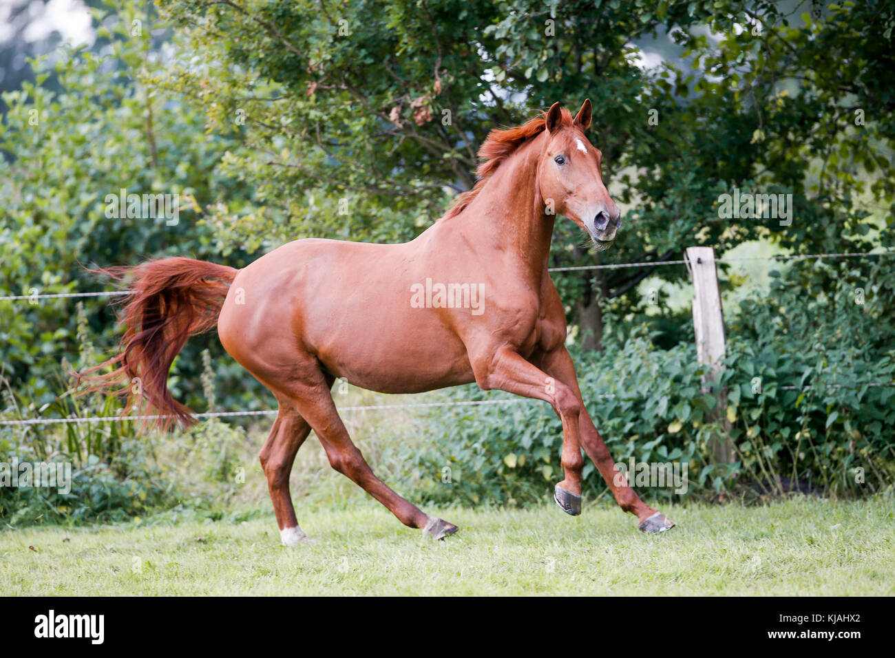 Belgian Warmblood. Chestnut mare galopping on a pasture. germany Stock
