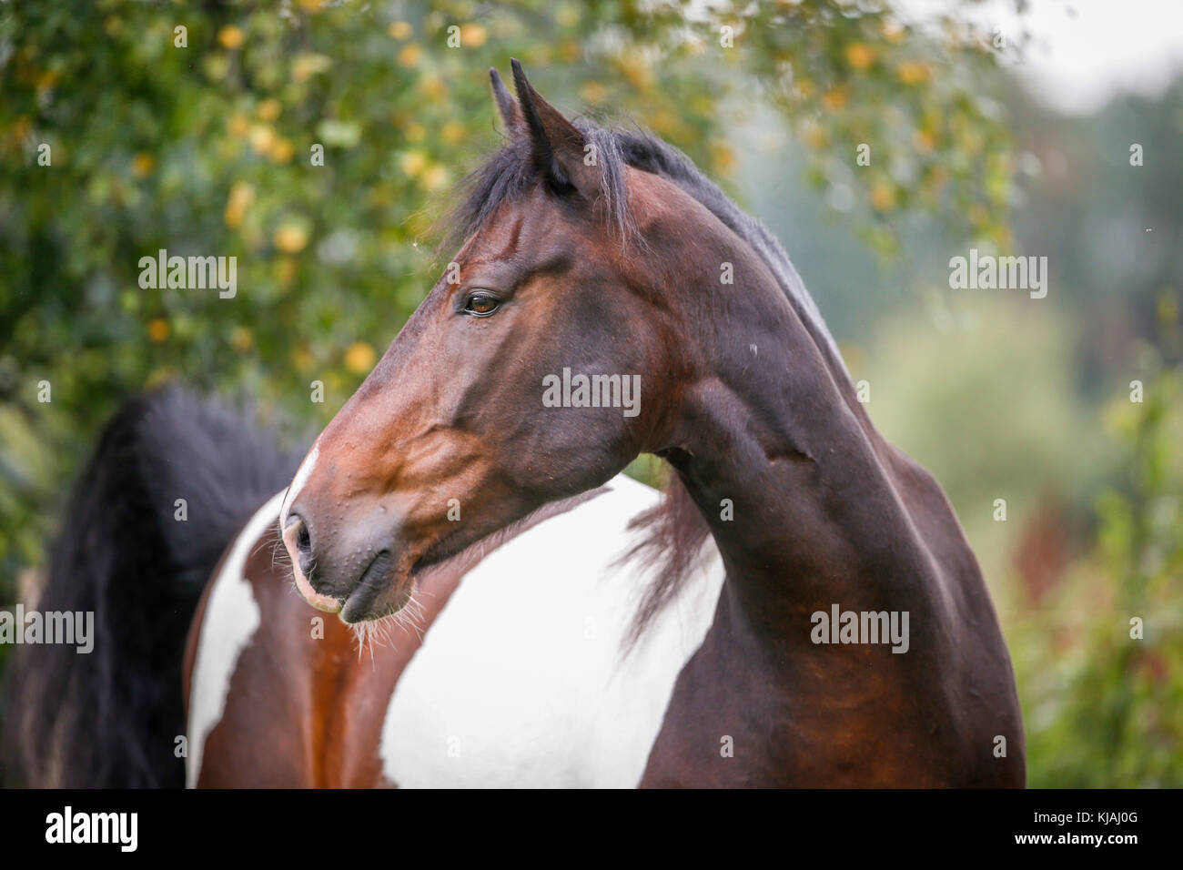 American Indian Horse. Portrait of skewbald adult. Germany Stock Photo