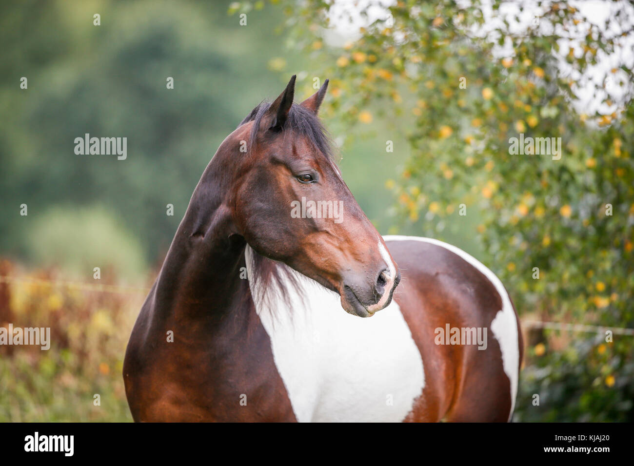 American Indian Horse. Portrait of skewbald adult. Germany Stock Photo