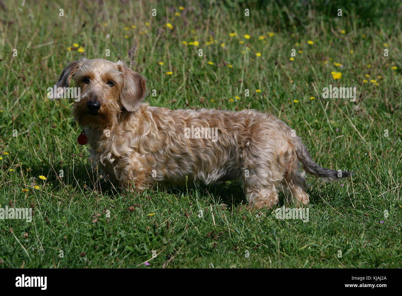 Wire-haired Miniature Dachshund dog standing in grass looking at the camera Stock Photo
