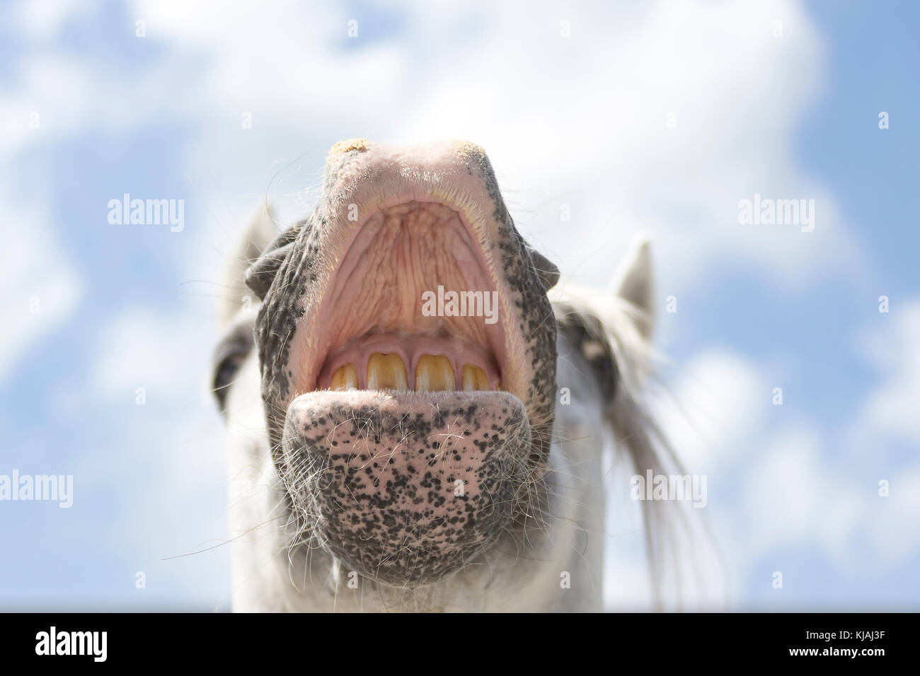 Pure Spanish Horse, Andalusian. Gray stallion doing the flehmen, seen against the sky. Germany Stock Photo