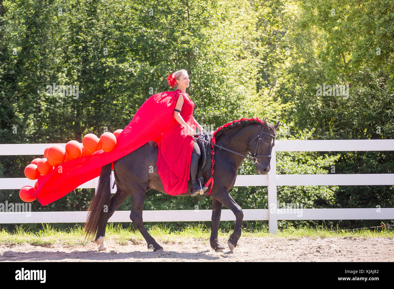 Pure Spanish Horse, Andalusian. Rider in red dress on a black stallion on a riding place. Austria Stock Photo