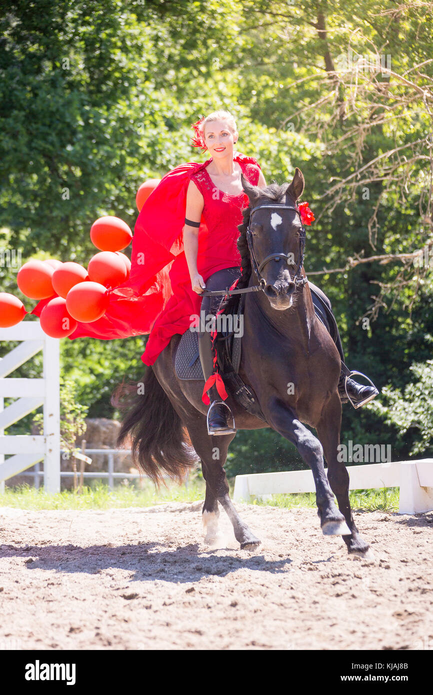 Pure Spanish Horse, Andalusian. Rider in red dress on a black stallion galloping on a riding place. Austria Stock Photo