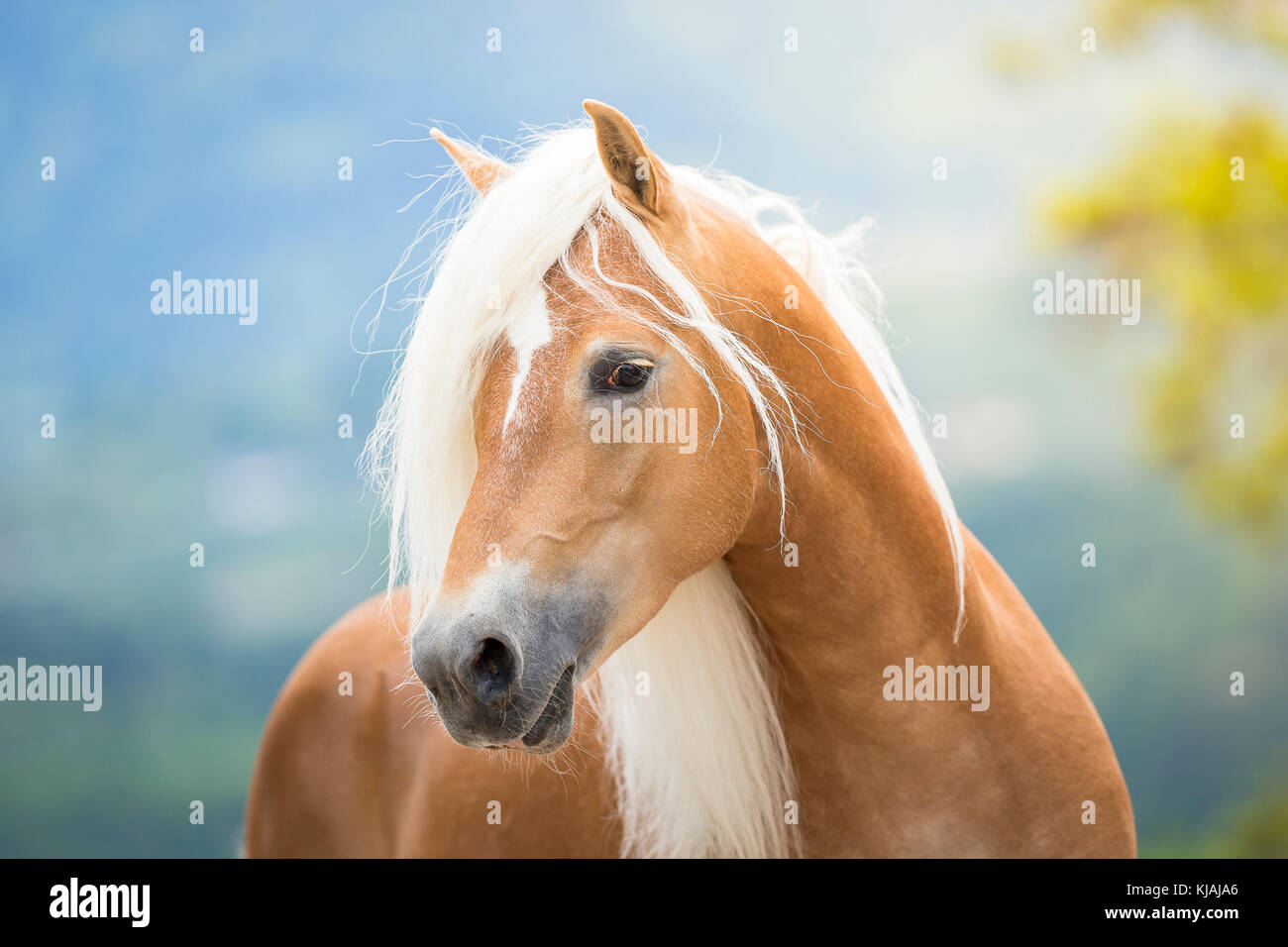 A chestnut haflinger stallion horse hi-res stock photography and images -  Alamy