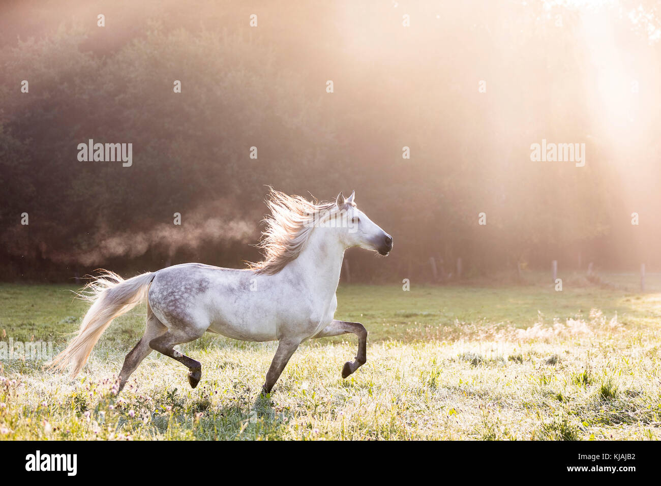 Pure Spanish Horse, Andalusian. Gray gelding trotting on a meadow on a misty morning in autumn. Germany Stock Photo