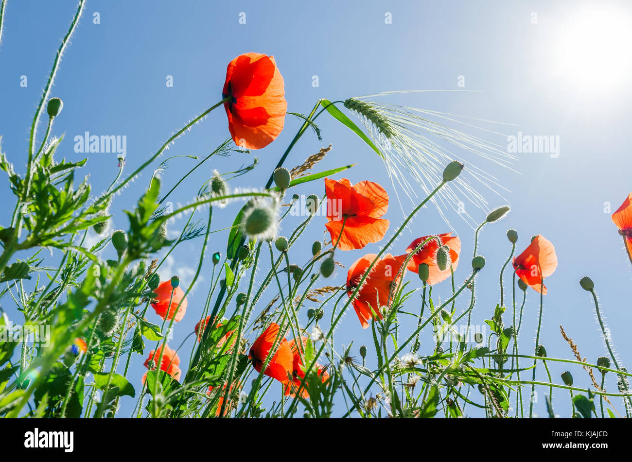 red flowers of poppies and green wheat under sun in blue sky Stock ...