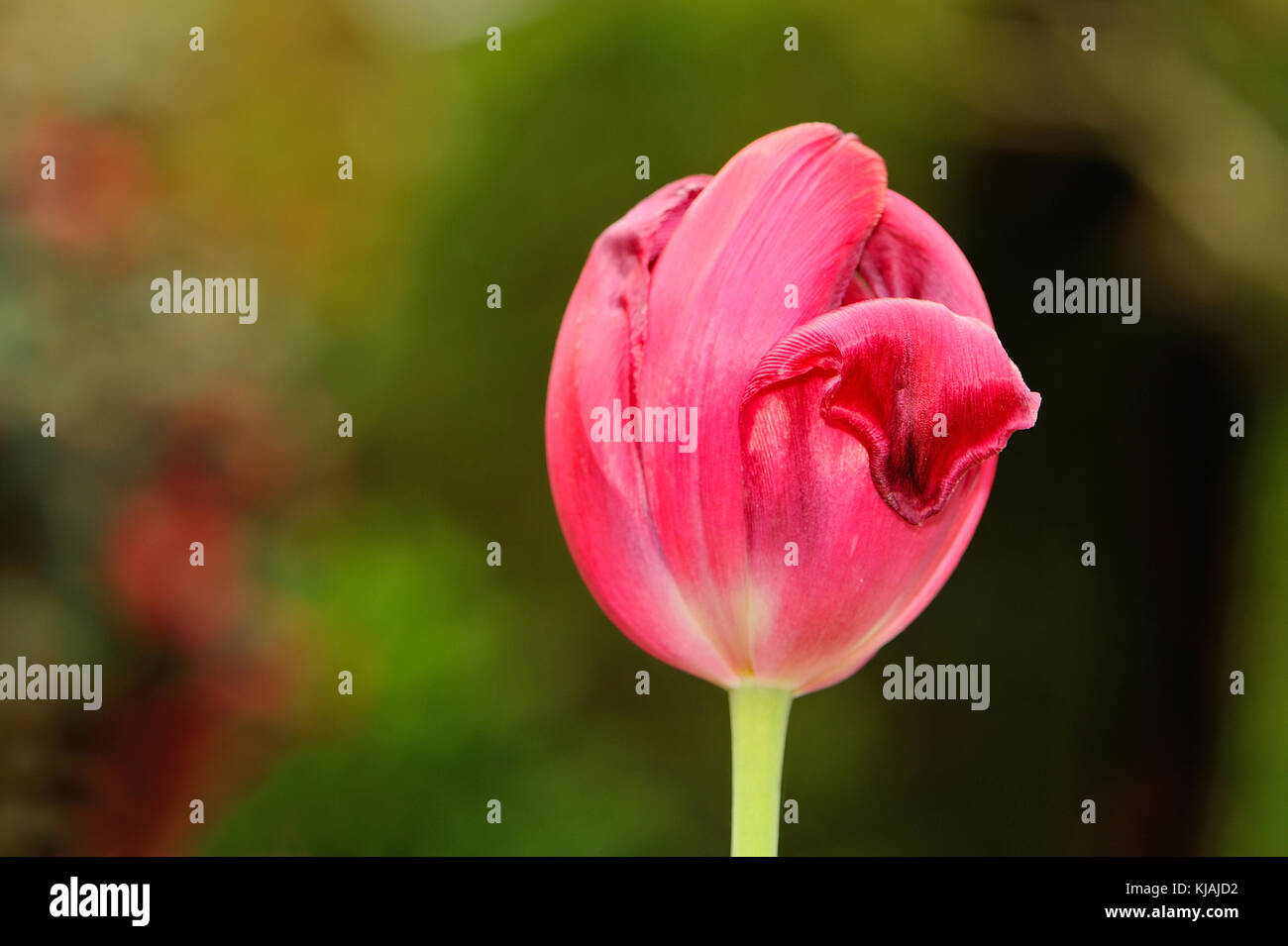 Tulip buds hires stock photography and images Alamy