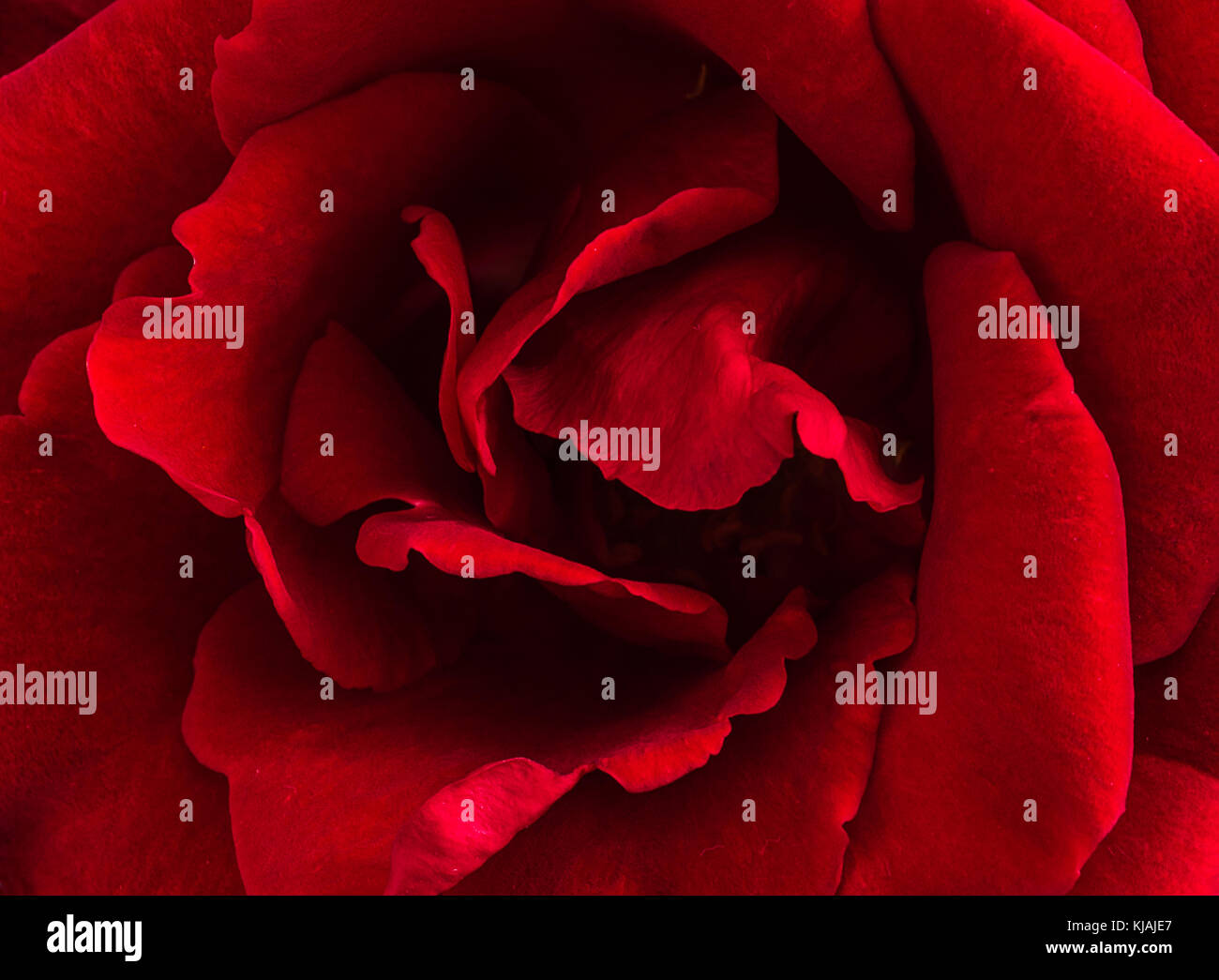 Beautiful red rose, macro photography Stock Photo - Alamy