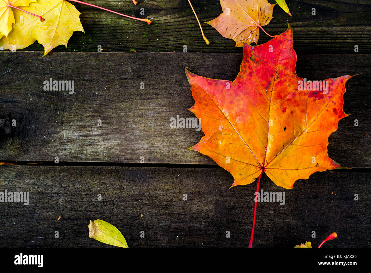 Red maple leaf on a wooden background Stock Photo