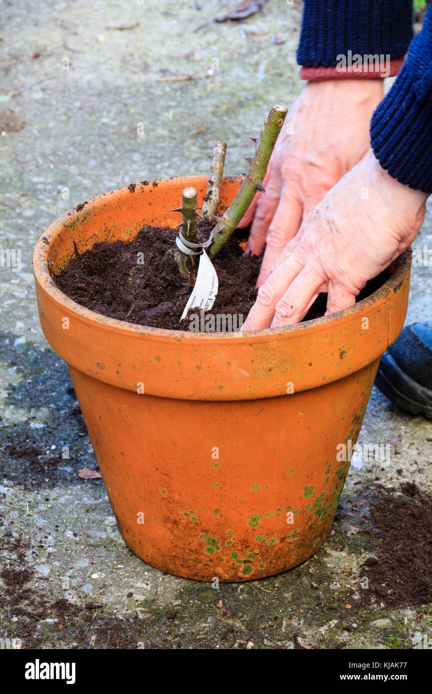 Firming the compost around the bare roots of an Autumn potted rose